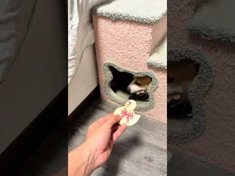 Buy all the good-looking puppy snacks, Corgi hole-drilling puppies, All Things Cuteness Project,