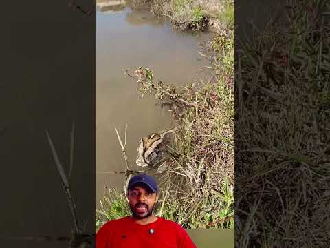 Sucuri Gigante na Lagoa 😱