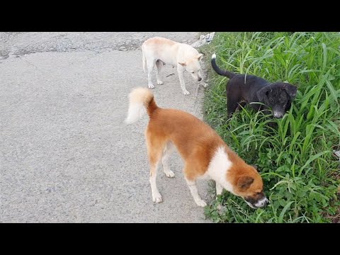 Awesome Dogs Love To Eat Grass