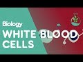 Understanding White Blood Cells