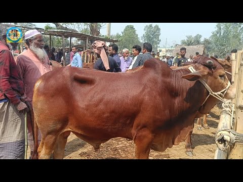 @ 22/3/2025|| খামার উপযোগী ষাঁড় গরুর কেনা-বেচা দিনাজপুরের আমবাড়ী হাটে||