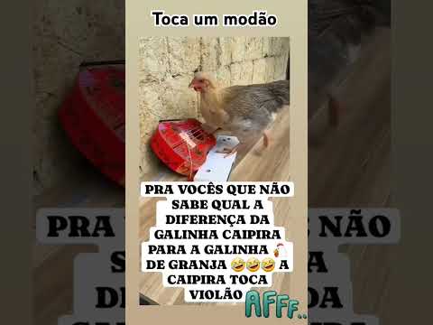 Galinha sertaneja kkk#youtube#youtubeshorts#memes#youtuber