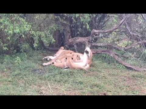 Hungry Lion Cubs Feeding