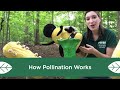 Pollination and the Role of Bees
