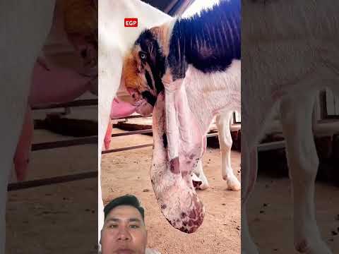 Đã lớn rồi còn bú sữa mẹ #cow #farming #animals #goat #farm