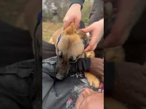 Would you ever take a live bite?! Young bullherder has the green light?? #bitework #k9