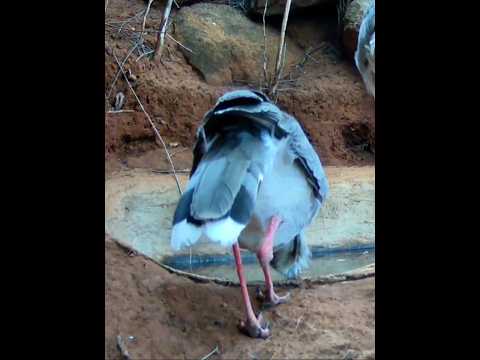 animais e aves sofrem com a falta de água no sertão... #agua #vida #bahia