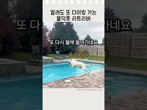말려도 또 다이빙가는 물덕후 리트리버 #물트리버 #애견영상