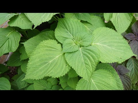 What's That Herb Ep09 - Korean Perilla (Kkaenip)