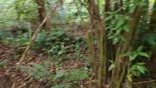 Solo Ambush is Resort Tasek Chini