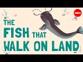 Amphibious Fish Adaptations and Behavior