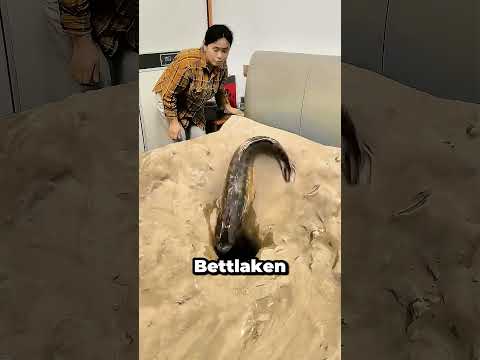 Albtraum im Schlafzimmer! 😱