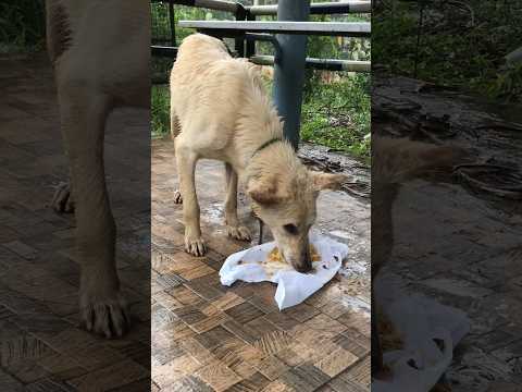 ഞാൻ Happy ആയി നിങ്ങളോ? #shorts #dog #feeding #rain #kerala #viral #straydog