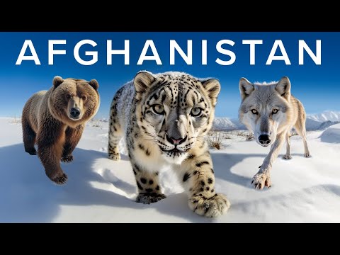 The Wildlife Enthusiast&#39;s Guide to Afghanistan