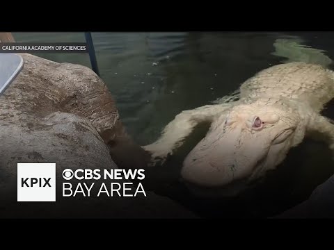 YouTube video thumbnail: Claude the Albino Alligator at Cal Academy Dies at Age 30