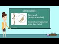 Types of Joints in the Human Body