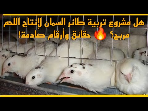 هل مشروع تربية طائر السمان لإنتاج اللحم مربح؟ 🔥 حقائق وأرقام صادمة!