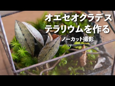 【ノーカット作製動画】渋カッコいい蘭オエセオクラデスのテラリウム　#188