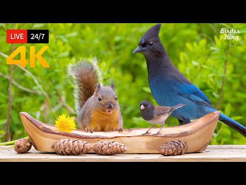 ๐ด 24/7 LIVE: Cat TV for Cats to Watch ๐บ Beautiful Birds and Squirrels 4K Cat Games