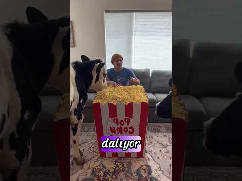 İnekler Patlamış Mısırı Ele Geçirdi❗️😂