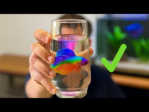 Aquário perfeito para o Peixe Betta!