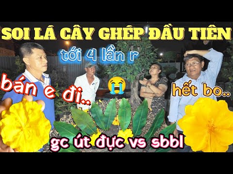 500 ae đến tận nhà Út Đực chờ từ sáng đến đêm GL bo giảo chùm Út Đực ss lá cây ghép đầu tiên vs SBBL