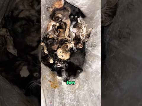 A bag of abandoned kittens was found and raised by a woman.#catlovers #friendship #shorts