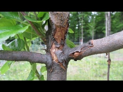 Spriječite pucanje kore na voćkama - ova zaštita je jako bitna