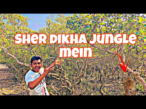 Sher dikha jungle mein || Adventure video || #adventure #vlog #jungle