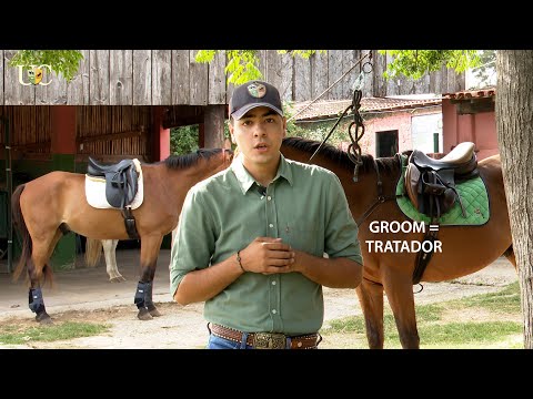 Uma profissão em alta no segmento do cavalo