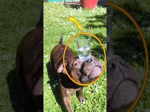 Incredible Stunt By This Cute Dog 😱