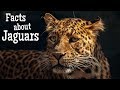 Jaguars and Their Characteristics