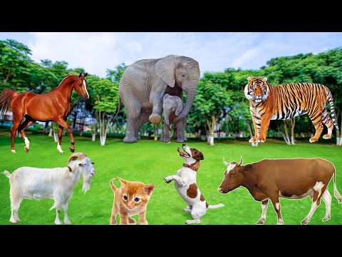 Familiar Animal Moments: Tiger, Horse, Dog, Elephant, Chicken, Cow, Cat, Goat,...