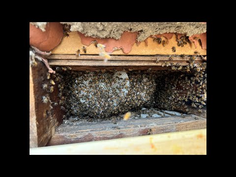 The bees 🐝