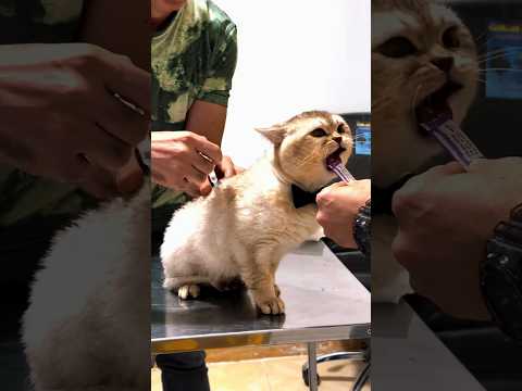 REAKSI KUCING BAWEL KETIKA DISUNTIK