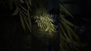 Run for Your Life #dyinglightgame #dl2 #nightchase #dl2stayhuman