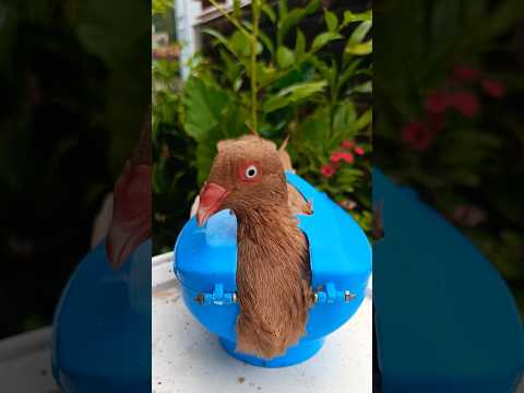 Pigeon treatment 1384 #kalapati #birds #shorts #pigeon #kabutar #pets #pigeontreatment