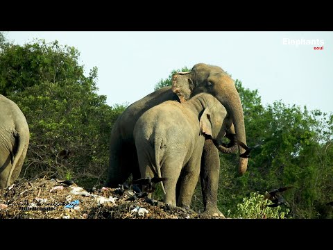 Elephants playing in the garbage pit  Elephant Soul #elephant #wildlife #everyone #shorts