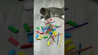 Funny Cat Barsik ❤⭕ Marbles Satisfying Reverse Video 