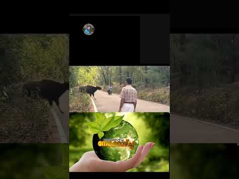 കാട്ട് പോത്ത്
