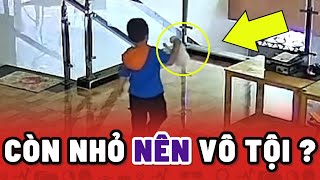 Lí do không nên để Chó Mèo ở chung với Trẻ Con 😢