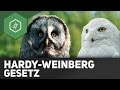 hardy-weinberg-gesetz/