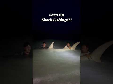 Let’s Go Gambling!!!! @JunoBrandon #sharkfishing #fishing #sharklife #hammerheadshark #lbsf