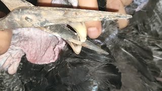 وداعاً الافتراس عند الطيور وعض الرومي بعضه الحل النهائي والسريع بدون ادويه ولا مصاريف 