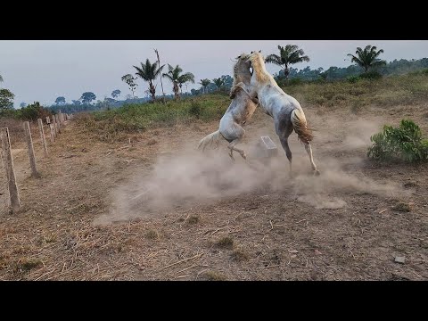 QUE SUFOCO PASSEI! Luta para apartar briga dos cavalos.