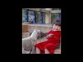 Understanding Fear of Dogs