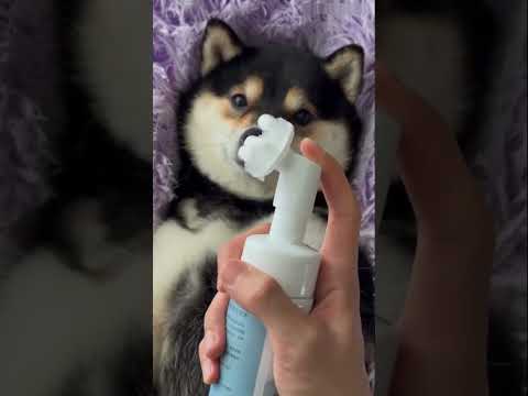 it's time to clean the cutest dog's feet ๐ถ๐โ๐ฆบ๐ฆฎ๐๐ฉ