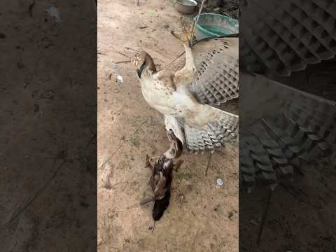 Hawk Eagle jump on the tree to catch Duck #short