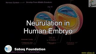 Neurulation in Human Embryo