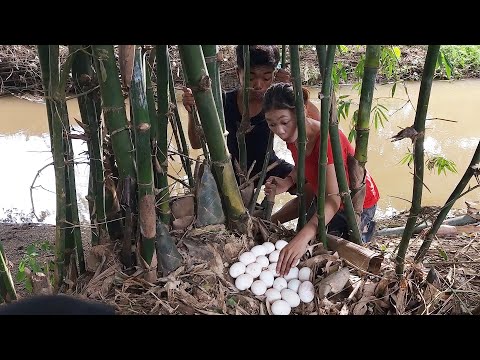 Survival skills: Found and Pick Egg in bamboo, Cooing egg for jungle food